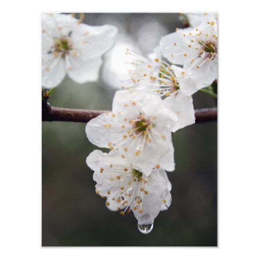 お使いのカスタム12インチx 16インチ写真の拡大 フォトプリント            (正面)