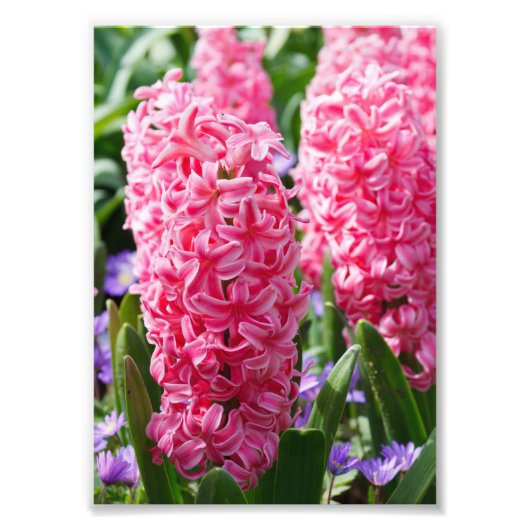 お使いのカスタム5" x 7"の写真の拡大 フォトプリント            (正面)