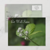 お元気になって 夏の野生のラズベリーの花 ポストカード (正面/裏面)