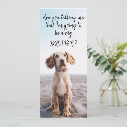 お兄さんまたは姉妹ペット妊娠の発表 案内状 (スタンド正面)