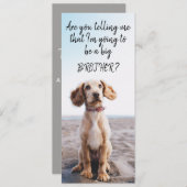 お兄さんまたは姉妹ペット妊娠の発表 案内状 (正面/裏面)