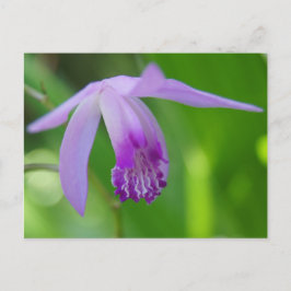 お前のための精巣だ！ ポストカード