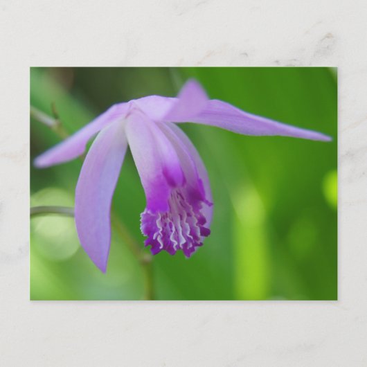 お前のための精巣だ！ ポストカード (正面)