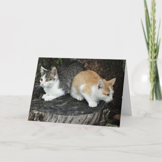 お前の背中得を持ってる子猫 カード (正面)
