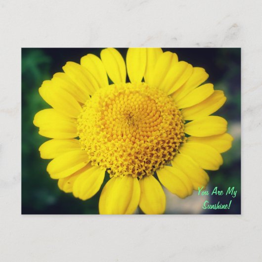 お前は俺のサンシャインだ！ ポストカード (正面)