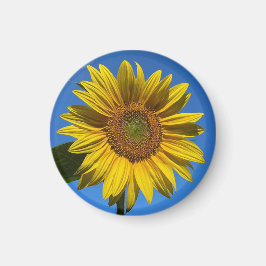 お前は俺の太陽だ… マグネット