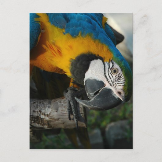 お前を見て ポストカード (正面)