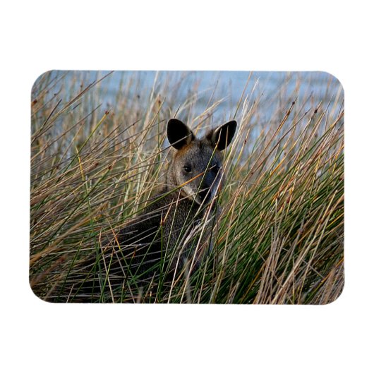 お前 マグネット (横)