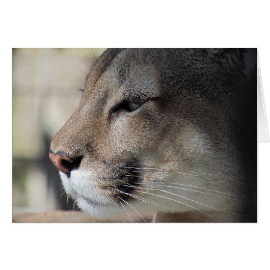 お友達素晴らしAs You - Cougar Card (正面横)