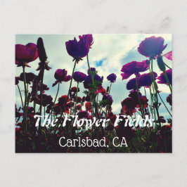 お土産はがき：カリフォルニア州カールスバッドの花畑。 ポストカード