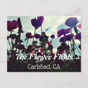 お土産はがき：カリフォルニア州カールスバッドの花畑。 ポストカード
