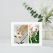 お嬢さん！舌！ ポストカード (スタンド正面)