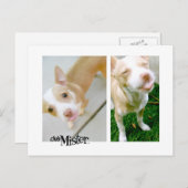 お嬢さん！舌！ ポストカード (正面/裏面)