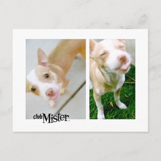 お嬢さん！舌！ ポストカード (正面)