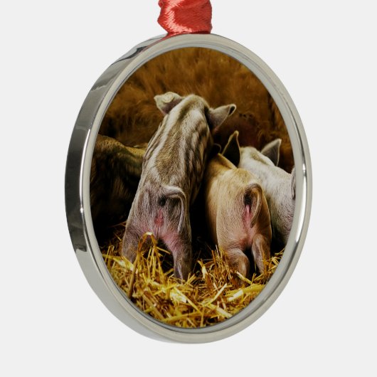 お尻を示しているベビーのコブタのMangalitsaの4台のブタ メタルオーナメント (右)