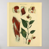 お尻大腿の膝の筋肉の解剖学アートプリント ポスター (正面)