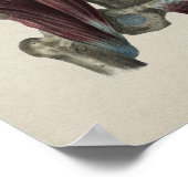 お尻筋肉ヒト解剖学ヴィンテージプリント ポスター (角)