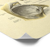 お尻骨盤関節解剖骨プリント ポスター (角)