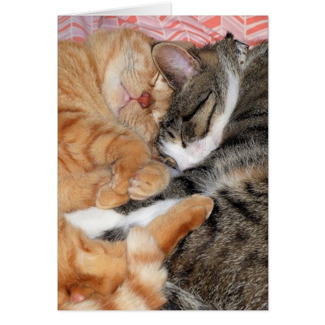 お昼寝仲間 (正面)