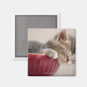 お椀に寝ている子猫 マグネット (正面/裏面)