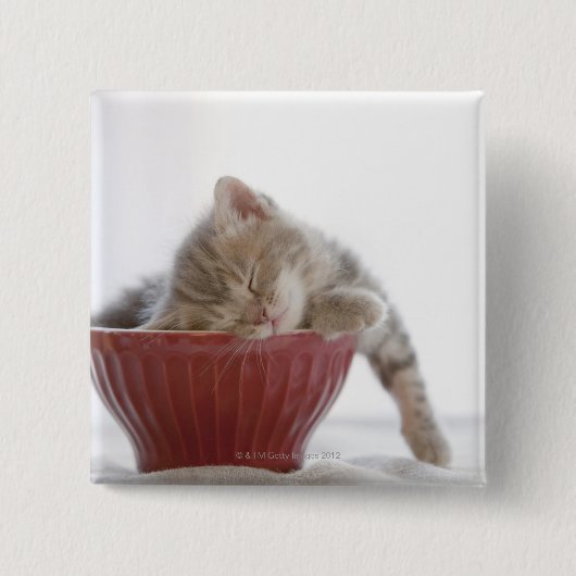 お椀に寝ている子猫 缶バッジ (正面)