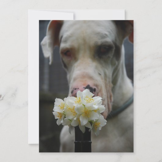 お楽しみに：新しい子犬の誕生が期待されます 招待状 (正面)