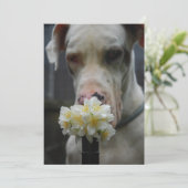 お楽しみに：新しい子犬の誕生が期待されます 招待状 (スタンド正面)