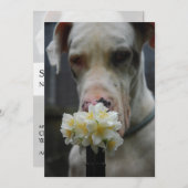 お楽しみに：新しい子犬の誕生が期待されます 招待状 (正面/裏面)