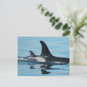 お母さんおよびベビーのシャチ ポストカード (スタンド正面)