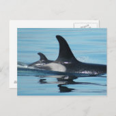 お母さんおよびベビーのシャチ ポストカード (正面/裏面)