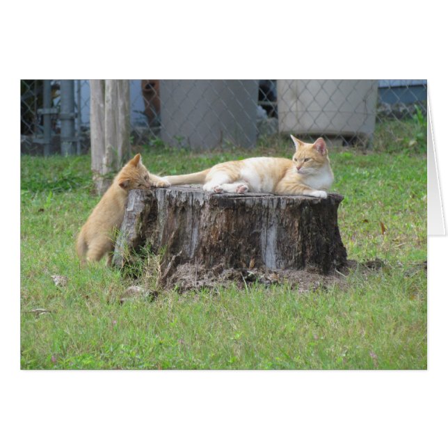 お母さんおよび子ネコの感謝カード (正面横)