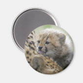 お母さんとのチーター・カブ マグネット (正面/裏面)