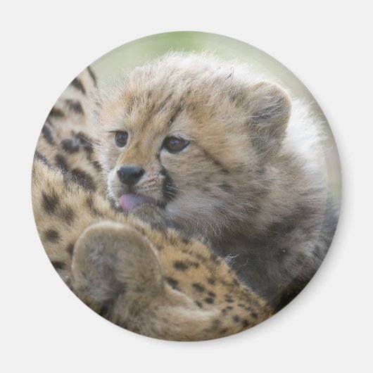 お母さんとのチーター・カブ マグネット (正面)