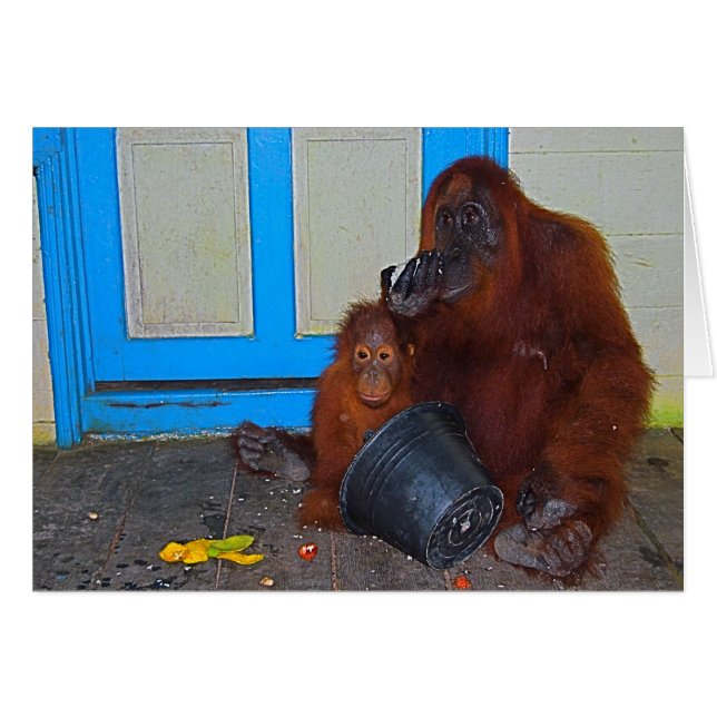 お母さんのオランウータンとの食事時間 (正面横)