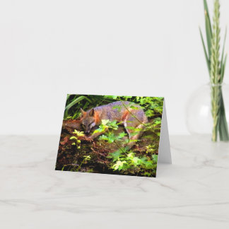 お母さんのキツネは昼寝を取ります カード