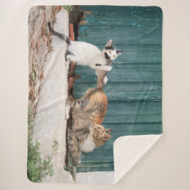 お母さんの尻尾を追いかけるかわいい子おもしろいネコの写真 – シェルパブランケット