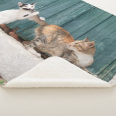 お母さんの尻尾を追いかけるかわいい子おもしろいネコの写真 –  シェルパブランケット (3/4)