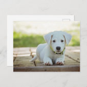 お気に入りの甘い子犬 ポストカード (正面/裏面)