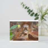 お猿さんのイタズラ3 ポストカード (スタンド正面)