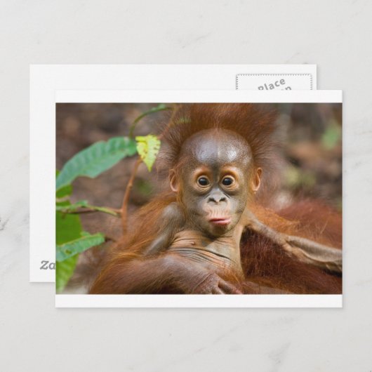 お猿さんのイタズラ3 ポストカード (正面/裏面)