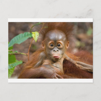 お猿さんのイタズラ３ ポストカード