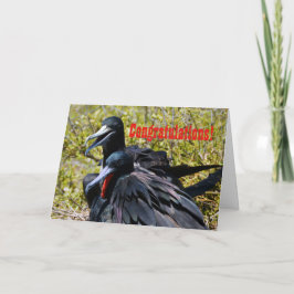 お祝い、愛のFrigatebirds カード
