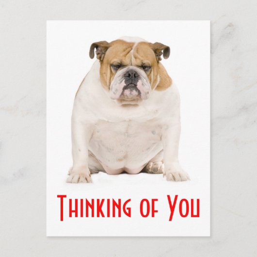 『お考える前の英国のブルドッグ・パピー・ドッグのはがき』 ポストカード (正面)