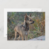 お考える客様のはがき ポストカード (正面/裏面)