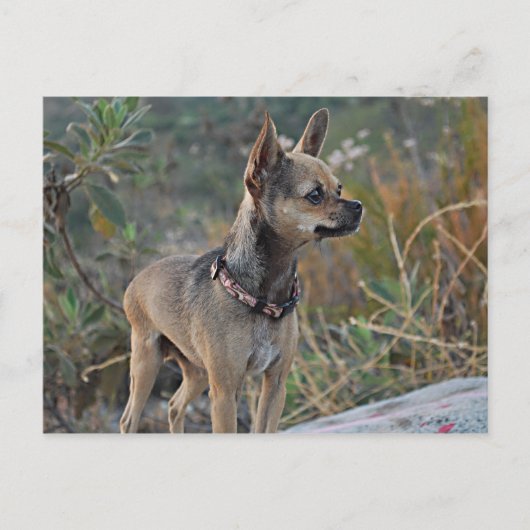 お考える客様のはがき ポストカード (正面)