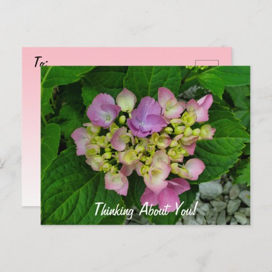 お考え前の周りかわいらしピンク紫の花 ポストカード (正面/裏面)