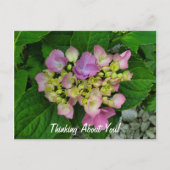 お考え前の周りかわいらしピンク紫の花 ポストカード (正面)