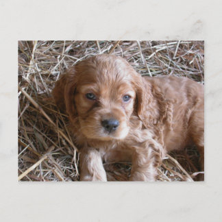 お考え前の… ポストカード