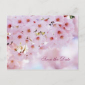 お花見 Save the Date 発表 ポストカード (正面)