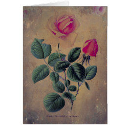 お茶のバラグランジ、母の日